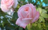 Cupcake ™ rose photo