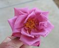 Dancing Lady rose photo