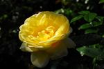 Bamako rose photo