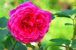 Best Bet rose photo