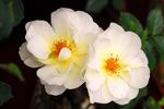 Breathless Charm rose photo