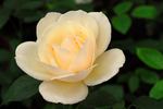 Platinum Blonde rose photo