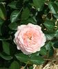 Chetty rose photo
