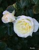 Bamako rose photo