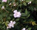 Si rose photo