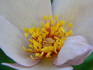 Lilac Charm rose photo