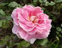 Change Of Heart ™ rose photo