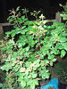 Firestar Phoenix rose photo