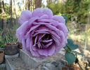 Balkan Star rose photo