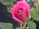 Winsome ™ rose photo