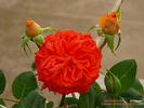 Cooranbong rose photo