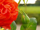 Cooranbong rose photo