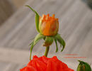 Cooranbong rose photo