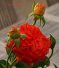 Cooranbong rose photo