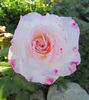 Fragrant Lace ™ rose photo