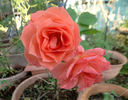 First Edition rose photo