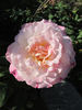 Fragrant Lace ™ rose photo