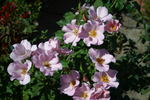 Charlotte Anne rose photo