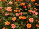China Sunrise rose photo