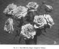 Marichu Zayas rose photo