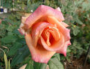 ARC Angel rose photo