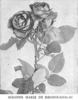 Mlle Suzanne Marie Rodocanachi rose photo