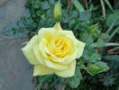 Small Talk (floribunda, Swim rose photo