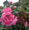 Heather Austin rose photo