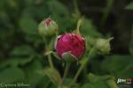 Capitaine Williams rose photo