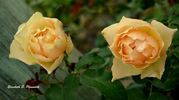 Paolo Pejrone Giardiniere rose photo