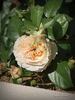 Blush Veranda ® rose photo