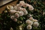 Blush Veranda ® rose photo