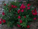 My Hero ™ (shrub, Lim rose photo