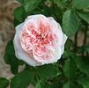 Pink Minnie rose photo