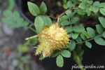 Rosa roxburghii 'Lampion' rose photo