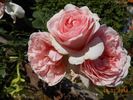 Doris Leuthard rose photo