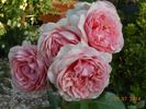 Doris Leuthard rose photo