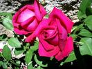 Greffe de Vie rose photo