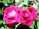 Greffe de Vie rose photo