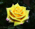 Family Holiday rose photo