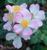 Robe Fleurie rose photo