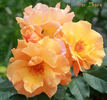 Xian Zhang rose photo