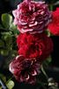 Anna Vena rose photo
