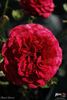 Anna Vena rose photo