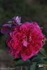 Asta von Parpart rose photo