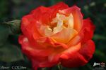 Alison rose photo