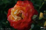 Alison rose photo
