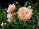 Maria Josepha vom Elsterschloss rose photo