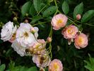 Maria Josepha vom Elsterschloss rose photo