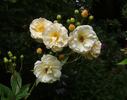 Maria Josepha vom Elsterschloss rose photo
